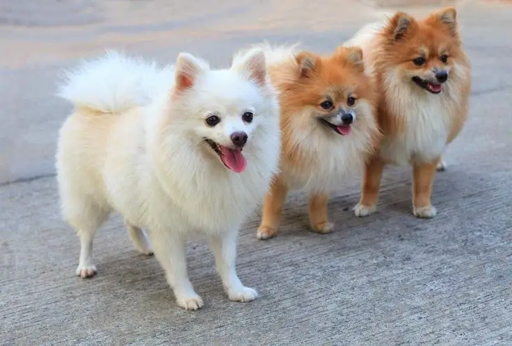 três cães da raça lulu da pomerânia com pelagens diferentes.