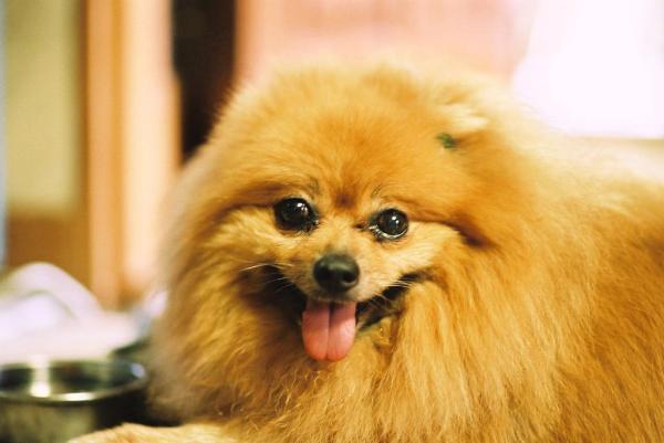 um cão da raça lulu da pomerânia com a língua de fora.