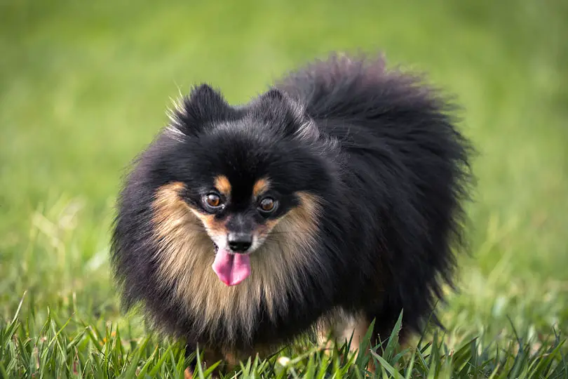 um cão da raça lulu d apomerânia com pelagem preta e marrom em um gramado.