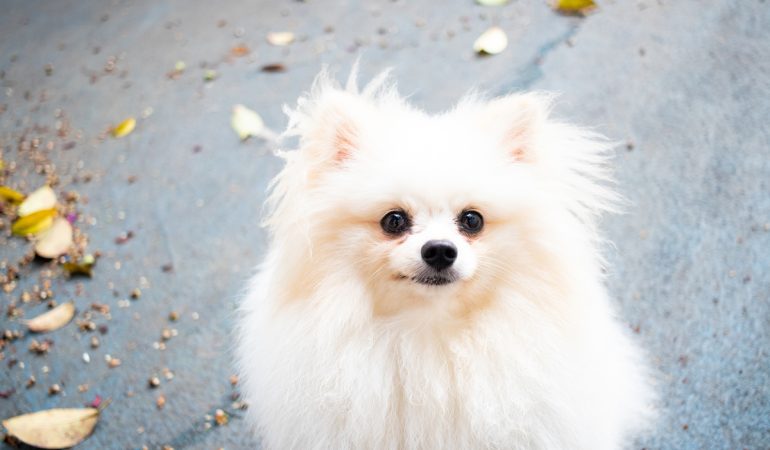 Cão da raça lulu da pomerânia na pelagem branca.