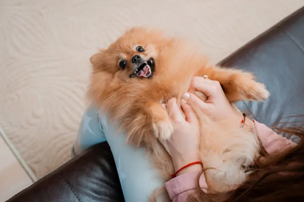 uma cadela grávida da raça lulu da pomerânia no colo de um menina.