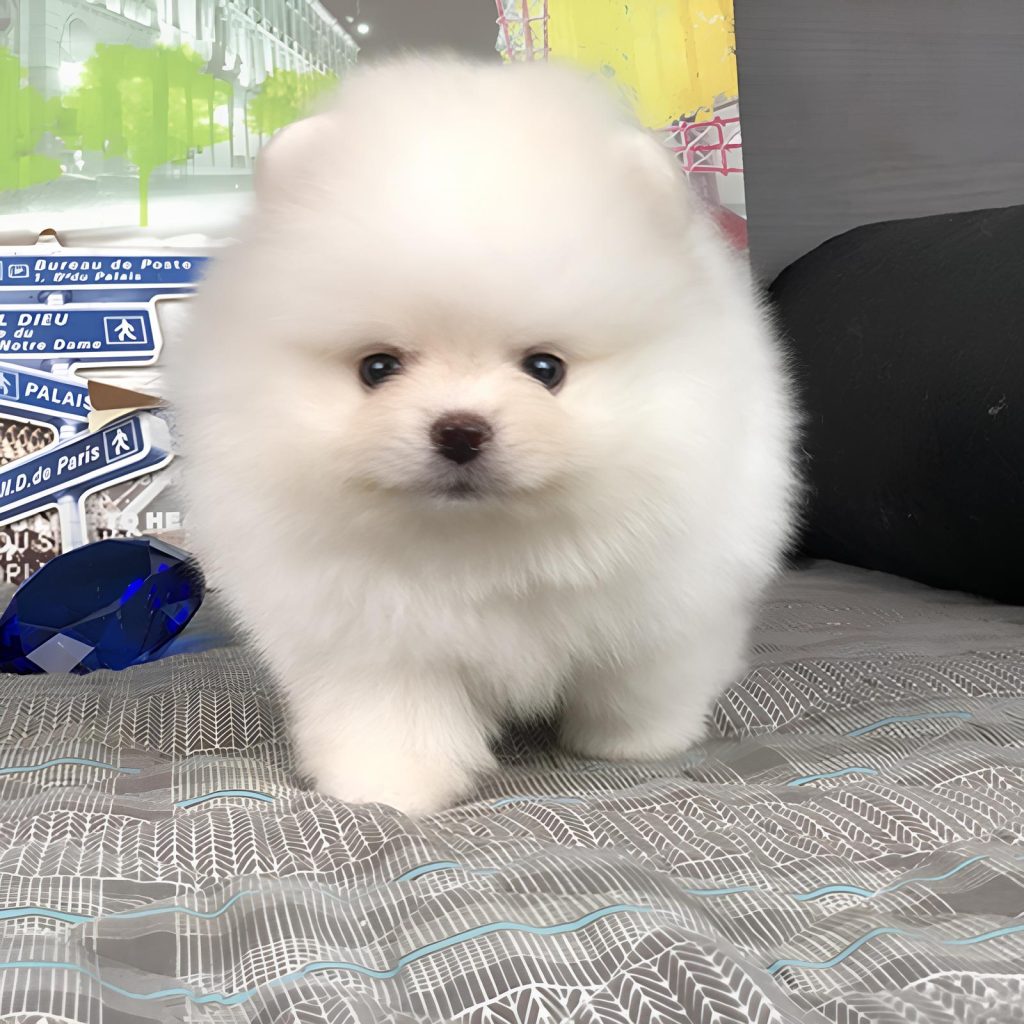 um cão da raça lulu da pomerânia mini branco em cima de um sofá