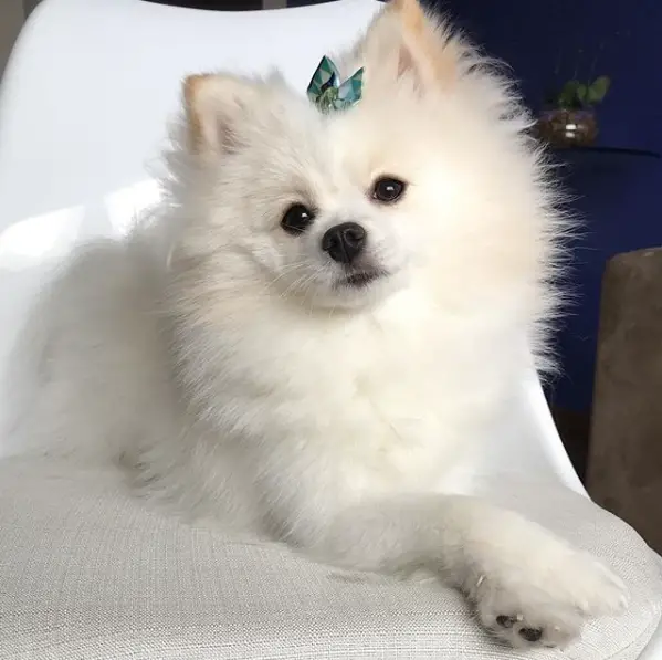 um cão da raça lulu da pomerânia na pelagem clara.