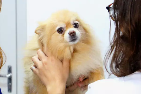 um cão da raça lulu da pomerânia sendo avaliado por um dermatoligista para tratamento de alergia de pele.