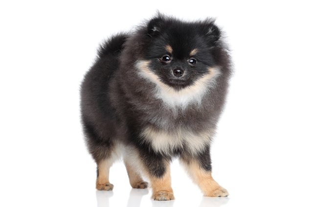 um cão da raça lulu da pomerânia na pelagem preta.