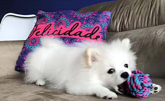 um cão da raça lulu d apomerânia com pelagem branca, com um brinquedo pet na boca , em cima de um sofá.