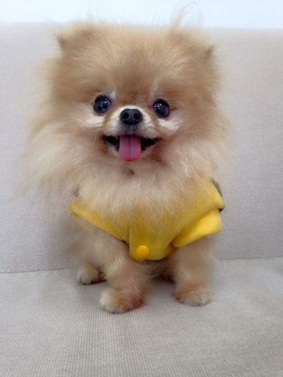 um cão da raça lulu da pomerânia com a língua de fora.