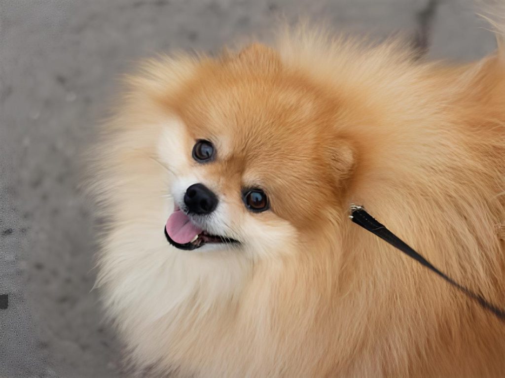 um cão da raça lulu da pomerânia.