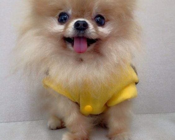 um cão filhote da raça lulu da pomerânia com uma roupinha amarela .