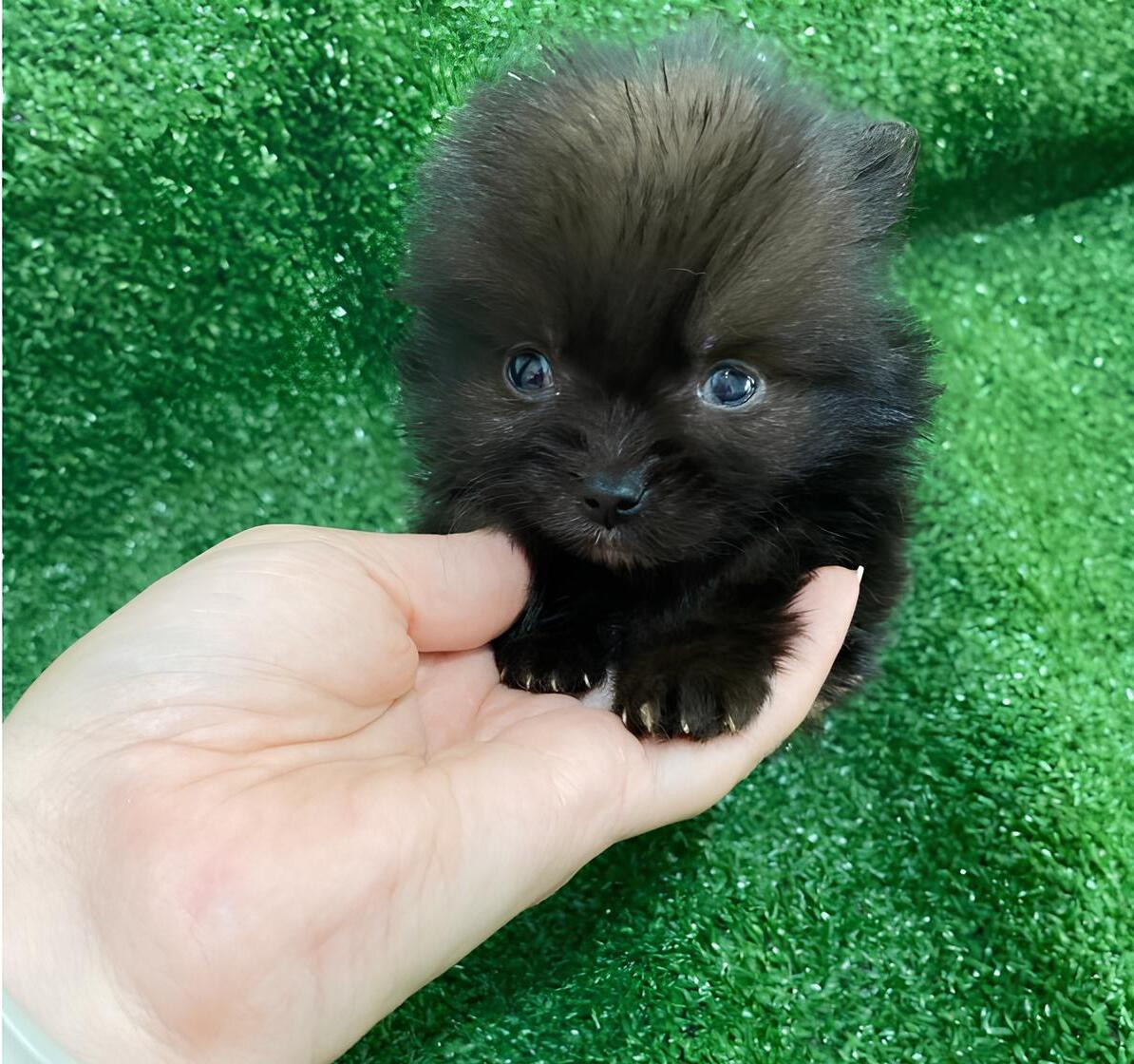 um cão da raça lulu da pomerãnia mini preto