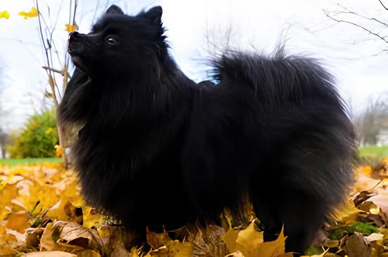 um cão da raça lulu da pomerânia na pelagem preta em um gramado com folhas secas.