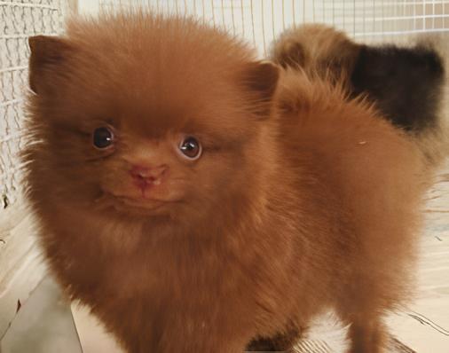 um cão filhote da raça lulu da pomerânia.