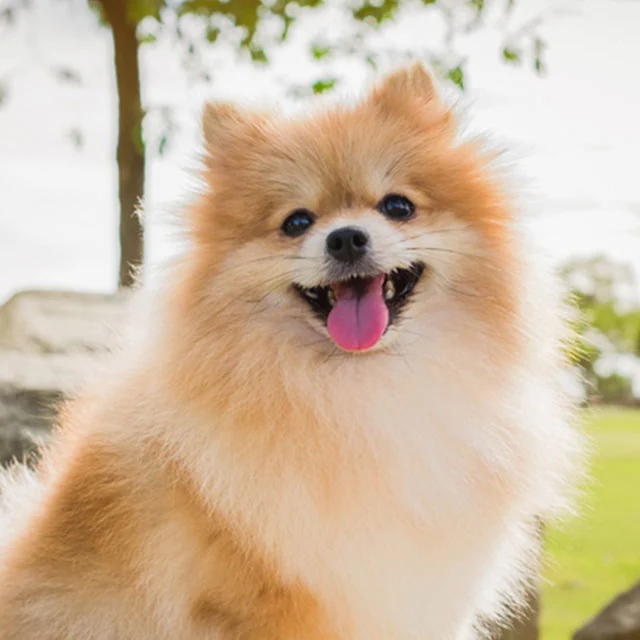 um cão da raça lulu da pomerânia com a língua de fora.