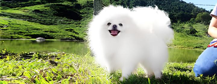 um cão da raça lulu da pomerânia com pelagem branca e uma pessoa ao lado, espaço com bastante verde, rio e árvores.