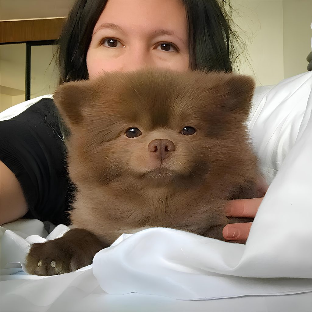 um cão da raça lulu da pomerânia na pelagem chocolate com um mulher.