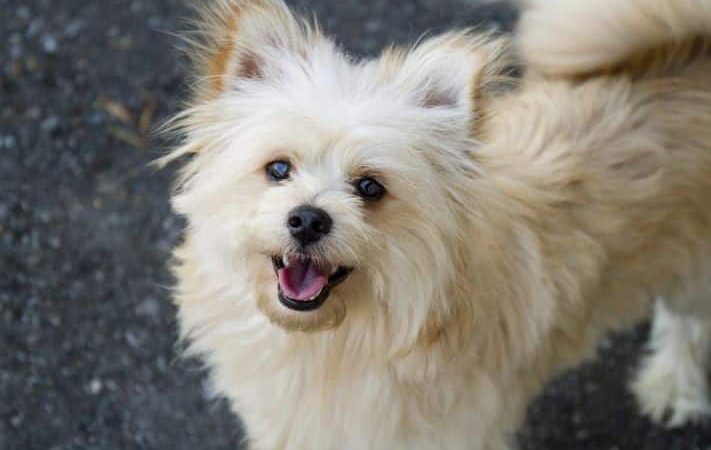 Um cão da raça lulu da pomerânia na pelagem branca.