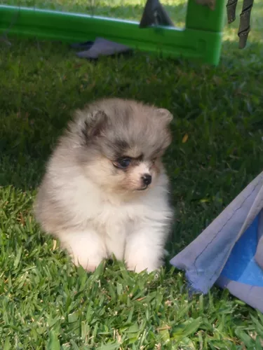 um cão da raça lulu da pomerânia filhote em um gramado.