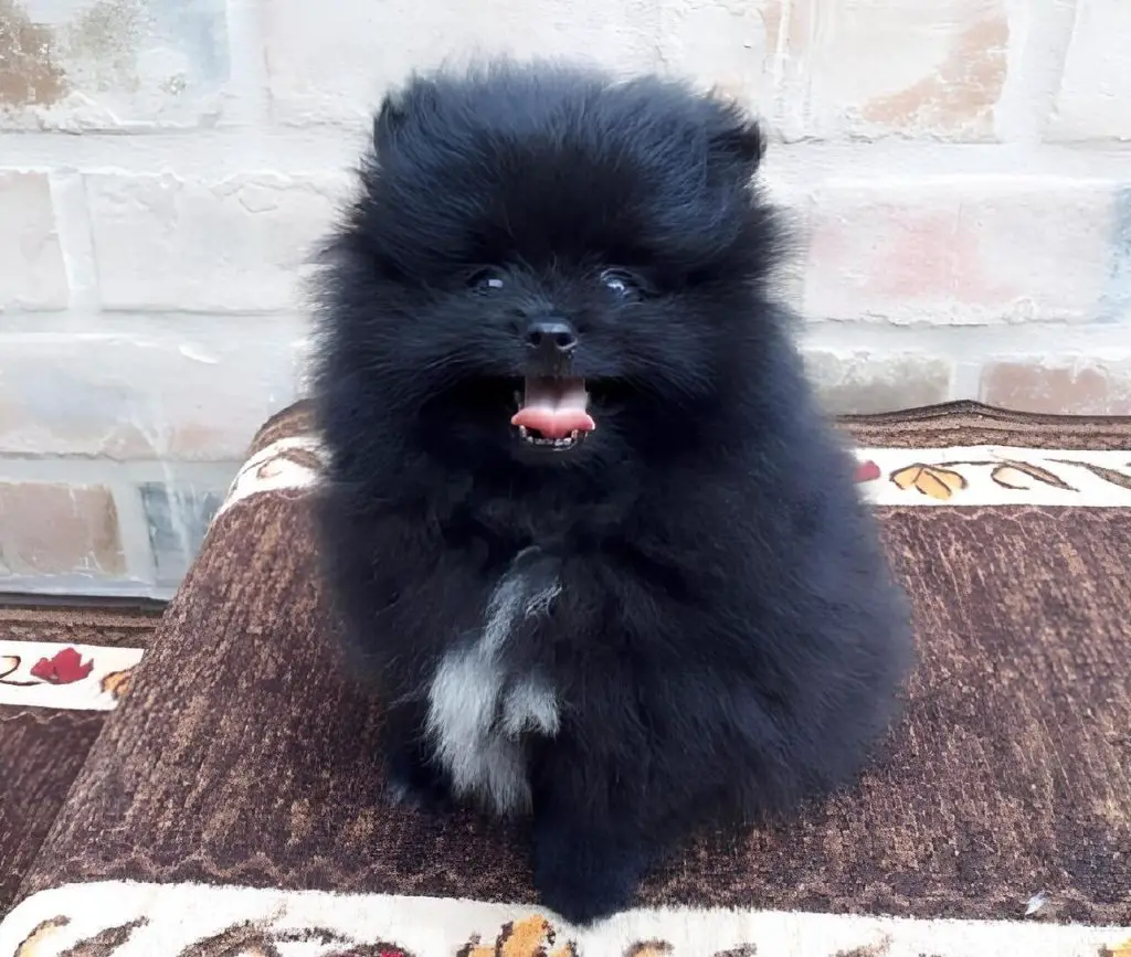 um cão da raça lulu da pomerânia mini preto.