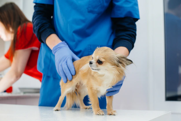um cão da raça lulu da pomerânia sendo avaliado por um veterinário em um cosultório.