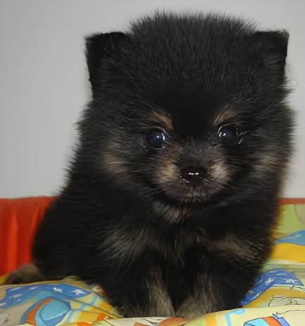 um cão da raça lulu da pomerânia mini preto.