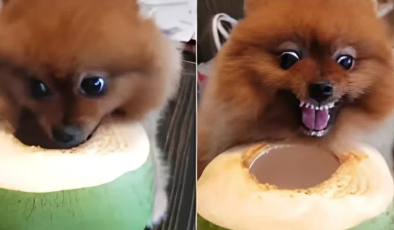 um cachorro da raça lulu da pomerânia agressivo.