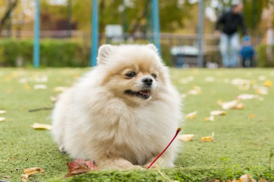 um cão da raça lulu da pomerânia deitado em um gramado.