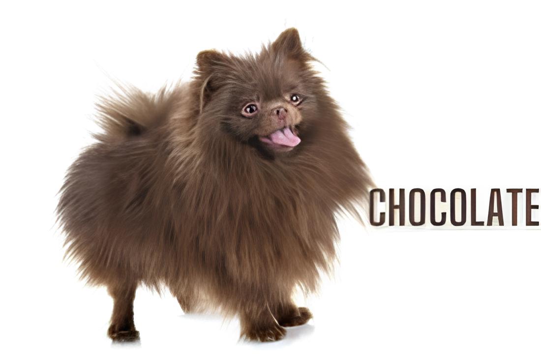 um cão da raça lulu da pomerânia na pelagem chocolate.