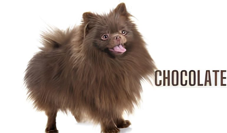 um cão da raça lulu da pomerânia na pelagem cor chocolate.
