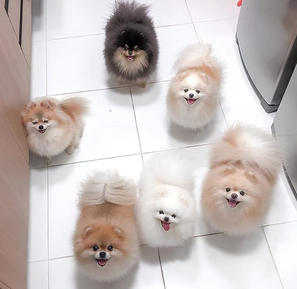 seis cães da raça lulu da pomerânia em um cazinha.