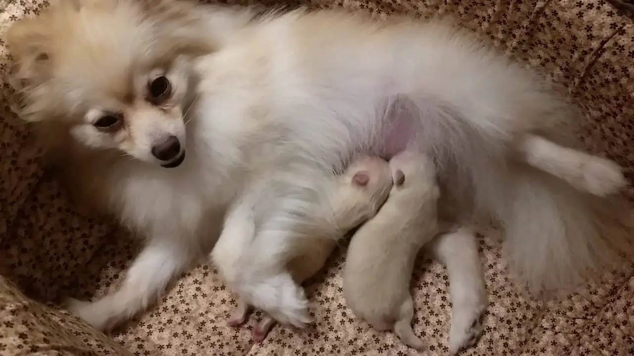 uma cadela da raça lulu da pomerânia na pelagem branca deitada com seus filhotes recém nascidos.