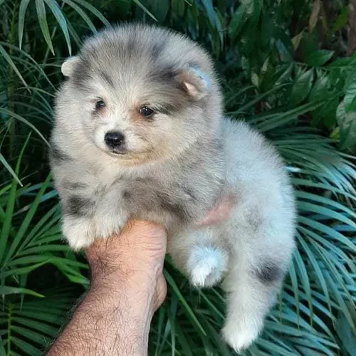 um cão da raça lulu da pomerânia na pelagem cinza.