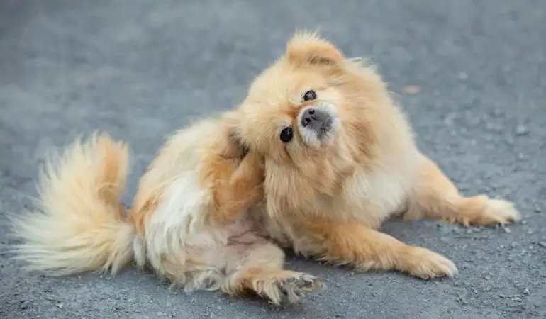 um cão da raça lulu da pomerânia deitado em um chão se coçando.
