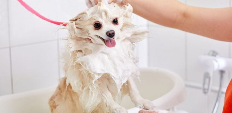 um cão da raça lulu da pomerania tomando banho.