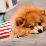 um cão da raça lulu da pomerânia deitado em cima de um sofá na cor cinza.