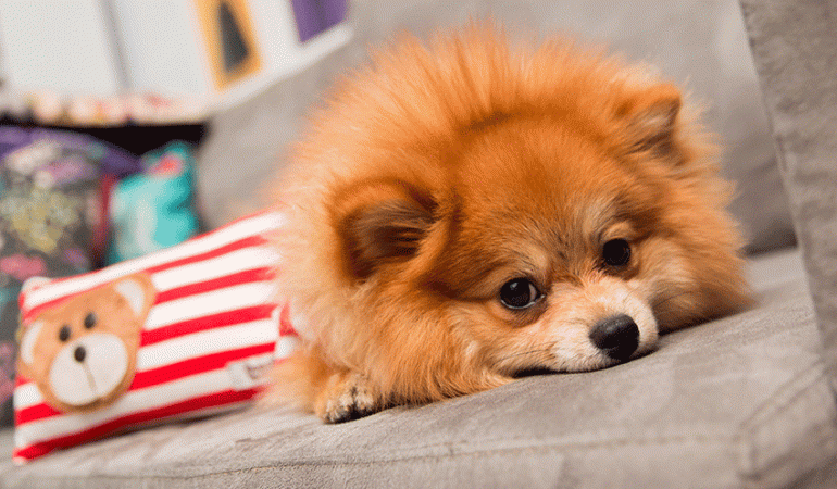um cão da raça lulu da pomerânia deitado em cima de um sofá na cor cinza.