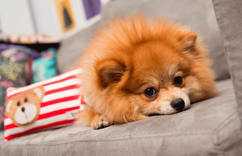 um cão da raça lulu da pomerânia na cor laranjado deitado em cima de um sofá na cor cinza, atras dele uma almofada com listras vermelhas e branca.