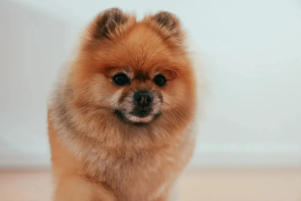 um cão da raça lulu da pomerânia.
