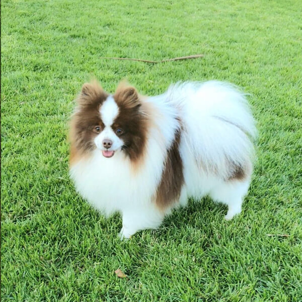 um cão da raça lulu d apomerânia na pelagem particolor.