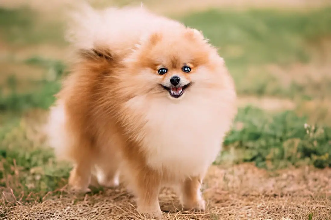 um cão da raça lulu da pomerânia em um gramado com terra.