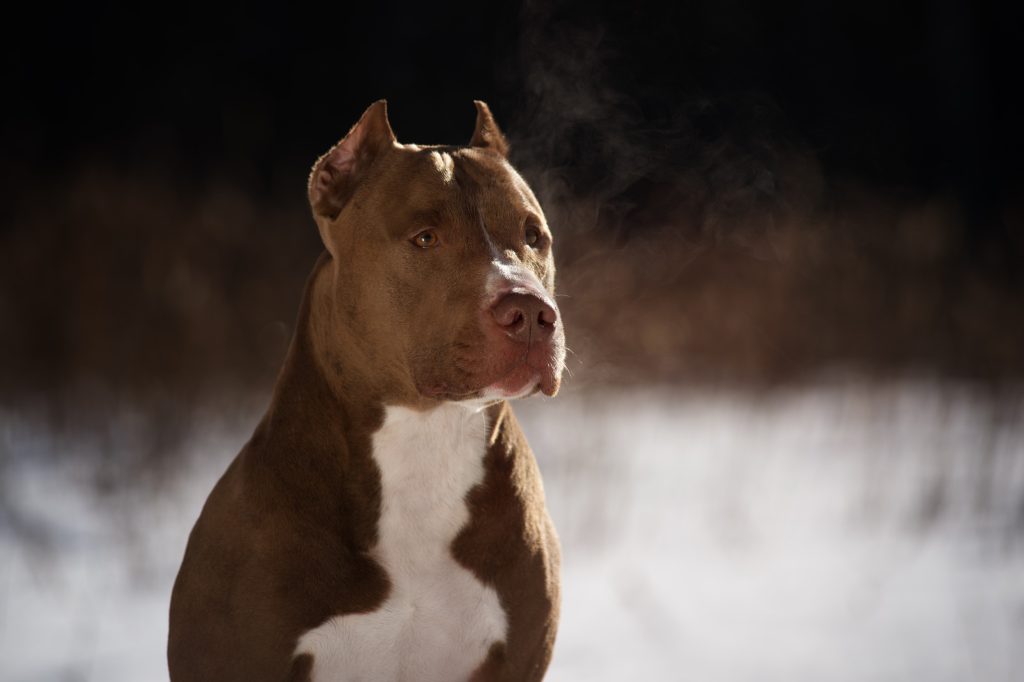 um cão da raça pit bull