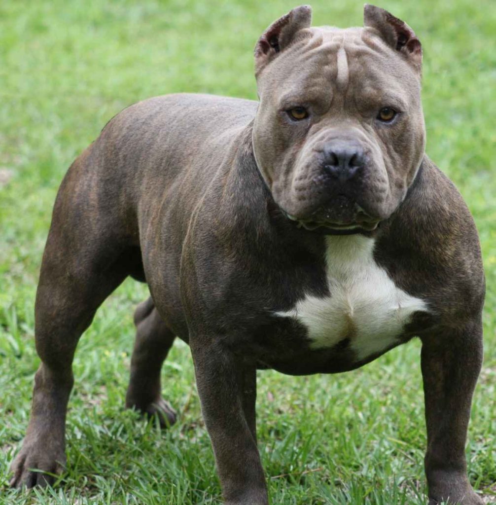 um cão da raça pit bull em um gramado.