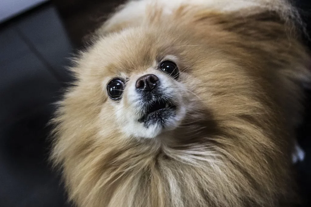 um cão da raça lulu da pomerânia.