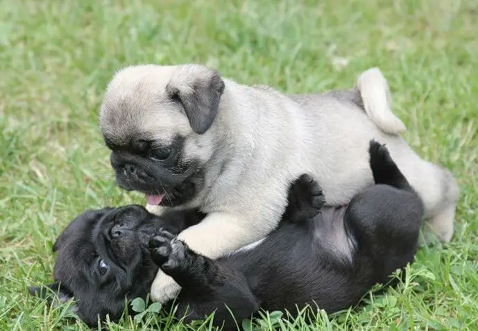 dois filhotes de pequeno porte da raça pug brincando em uma grama