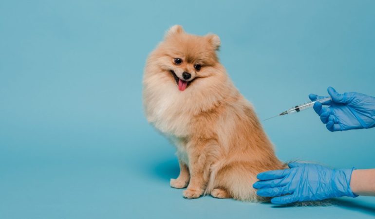 Uma cão da raça lulu da Pomerânia tomando vacina.