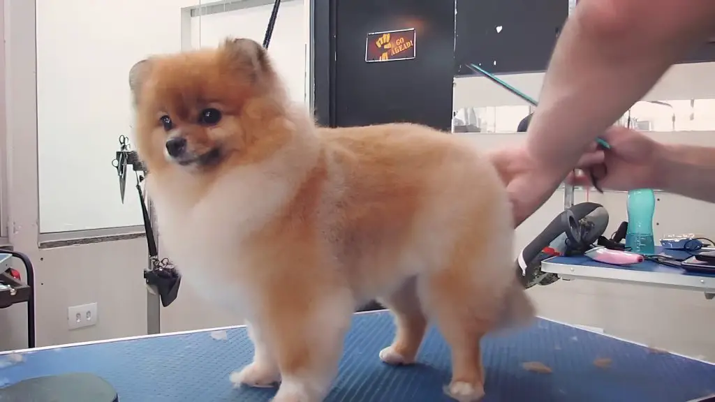 um cão da raça lulu da pomerânia sendo tosado em um pet shop.
