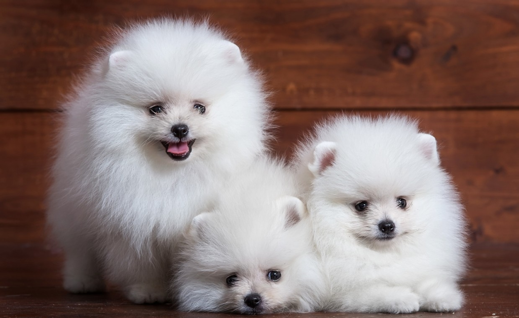 Três Lulus da Pomerânia com pelagem branca.