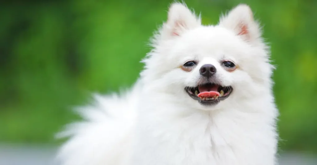um cão da raça lulu da pomerânia da pelagem branca.