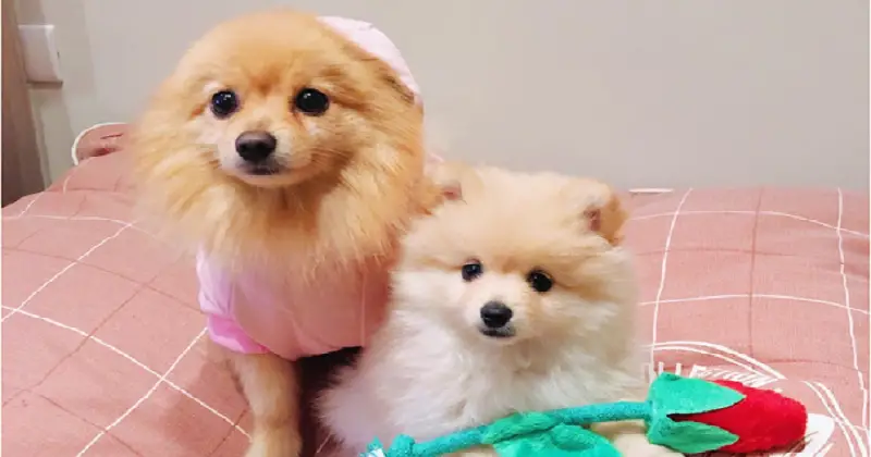 dois cães da raça lulu da pomerânia um deles com roupinha e estão em cima da cama.
