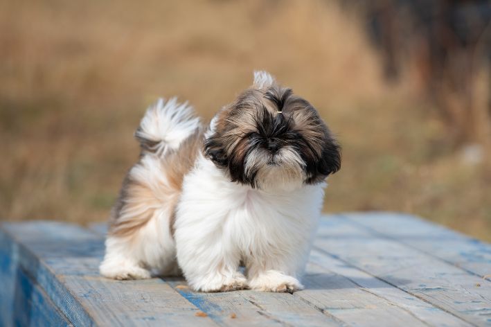 um cão da raça shih tzu de porte pequeno.