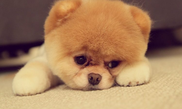 um cão da raça lulu da pomerânia deitado em cima de um tapete.